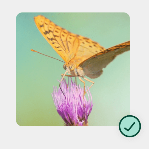 Best in Class licensing